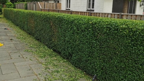 Snoeiwerkzaamheden