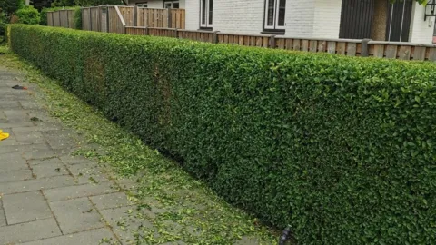 Snoeiwerkzaamheden